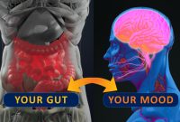 Understanding The Gut-Brain Connection In Health