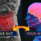 Understanding The Gut-Brain Connection In Health