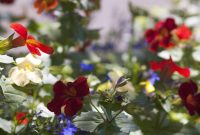 Free Stock Photo 2841-country garden flowers | freeimageslive Popular Mobile Games With Offline Modes