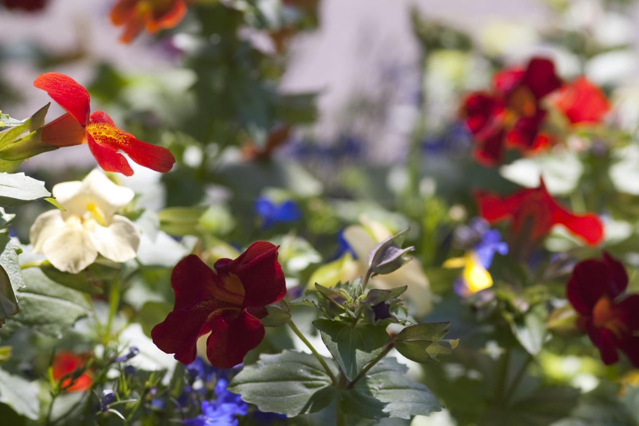 Free Stock Photo 2841-country garden flowers | freeimageslive Popular Mobile Games With Offline Modes