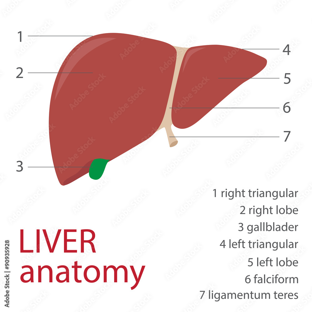 Human liver anatomy with description. vector format illustration Stock ... How To Choose The Right Vehicle Insurance Plan?
