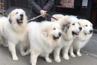 グレート・ピレニーズの性格や特徴は?飼い方のコツや寿命、かかりやすい病気などを解説【獣医師監修】|ワンクォール Importance Of Sleep For Overall Health