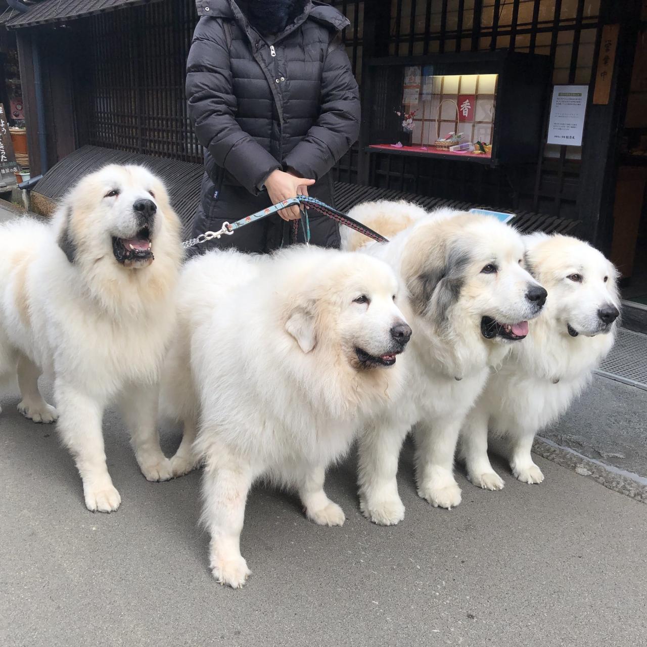 グレート・ピレニーズの性格や特徴は?飼い方のコツや寿命、かかりやすい病気などを解説【獣医師監修】|ワンクォール Importance Of Sleep For Overall Health