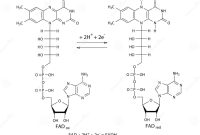 Flavin Adenine Dinucleotide FAD Redox Coenzyme Molecule. Skeletal ... What Are The Advantages Of Electric Vehicles Over Gasoline